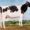 H.K. Holsteins Kls Mojo_kl